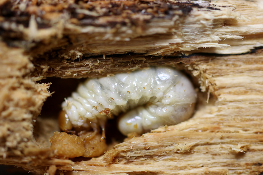 朽木の中で眠る実際のクワガタの幼虫