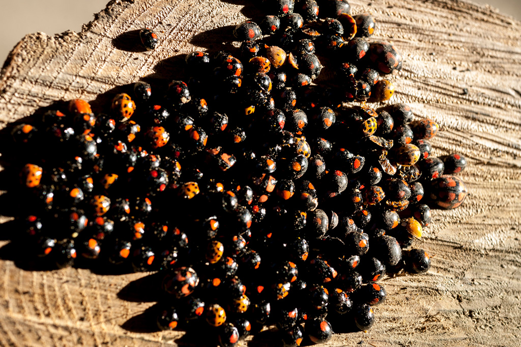 集まっているテントウムシ達