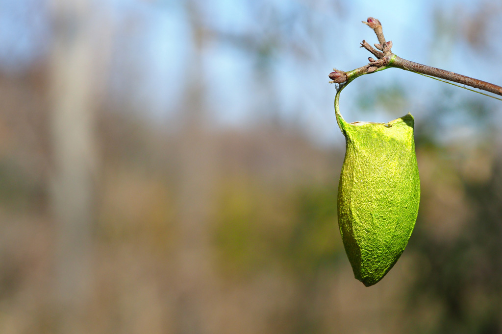 実際のウスタビガの繭