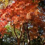 千葉県で紅葉がきれいな公園・庭園など6選（10月下～12月上）子どもと秋散歩！