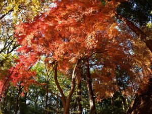 千葉県で紅葉がきれいな公園・庭園など6選（10月下～12月上）子どもと秋散歩！