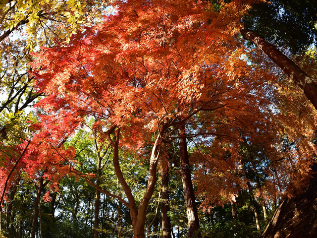 千葉県で紅葉がきれいな公園・庭園など6選（10月下～12月上）子どもと秋散歩！
