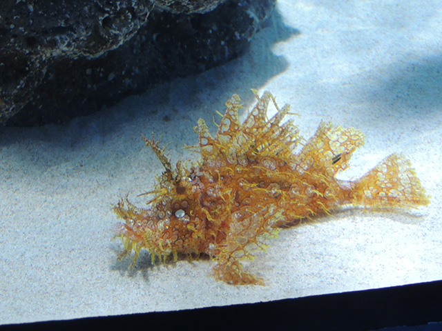 ボロカサゴ/アクアワールド茨城県大洗水族館（大洗町）