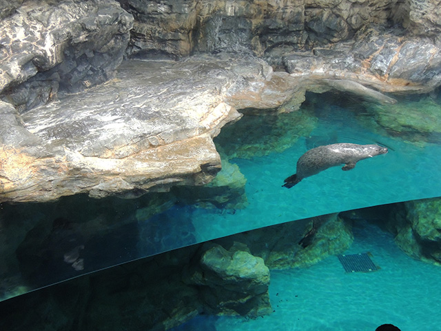 ゴマフアザラシ/アクアワールド茨城県大洗水族館（大洗町）