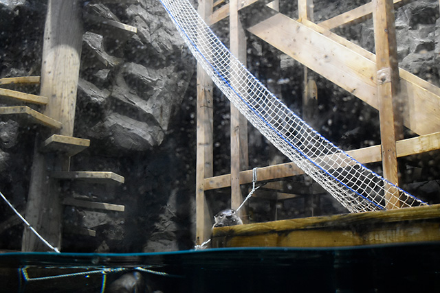 カナダカワウソ/アクアワールド茨城県大洗水族館（大洗町）