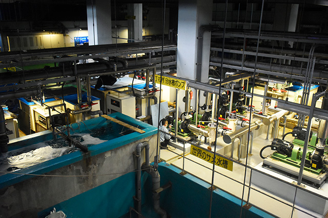館内の裏側をガラス越しに見学/アクアワールド茨城県大洗水族館（大洗町）