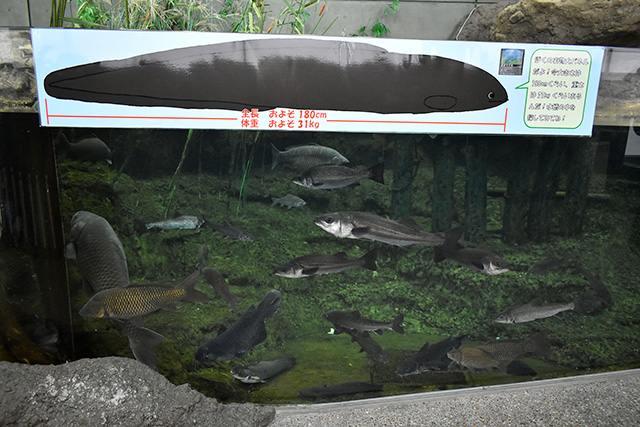 水槽にいるオオウナギ/アクアワールド茨城県大洗水族館（大洗町）