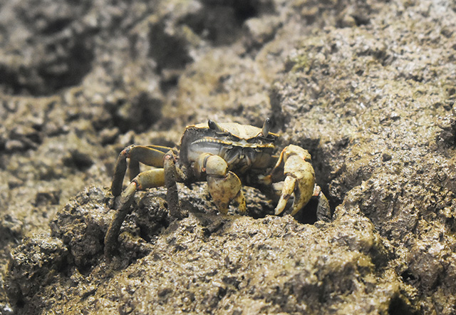 アシハラガニ/アクアワールド茨城県大洗水族館（大洗町）