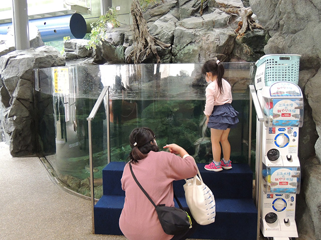 カプセル1個100円の餌やり体験/アクアワールド茨城県大洗水族館（大洗町）