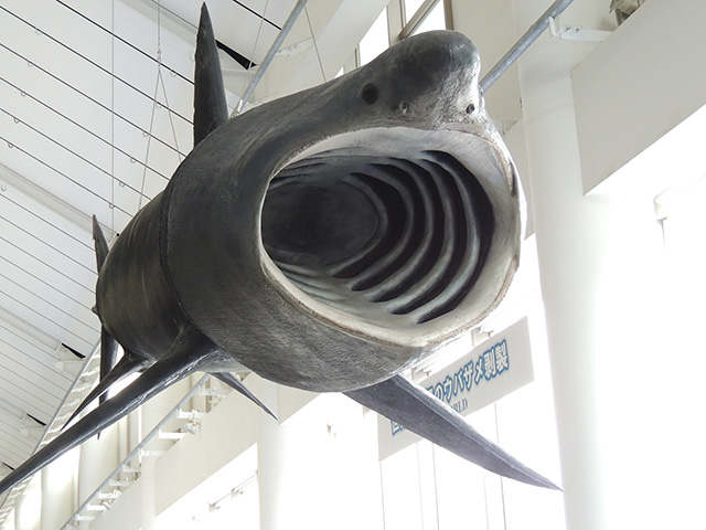 迫力満点のウバザメ/アクアワールド茨城県大洗水族館（大洗町）