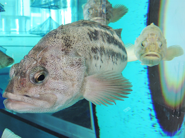 シマゾイ/アクアワールド茨城県大洗水族館（大洗町）