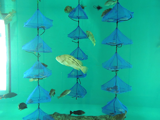 ホタテガイ養殖の様子を再現/アクアワールド茨城県大洗水族館（大洗町）