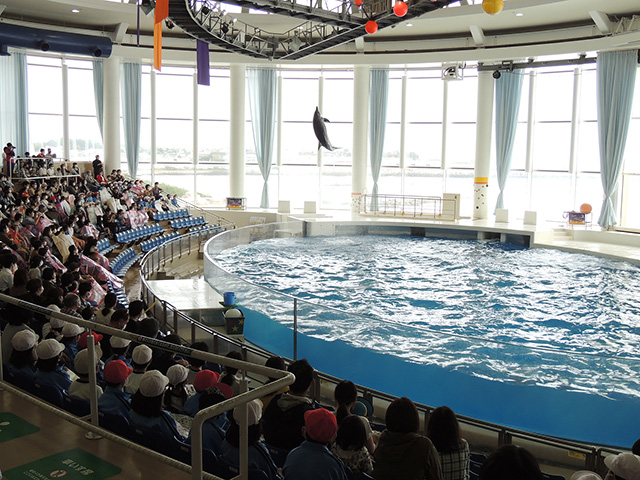 「イルカ・アシカオーシャンライブ」/アクアワールド茨城県大洗水族館（大洗町）