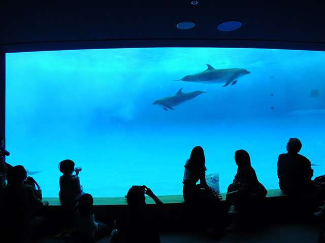 イルカが泳ぐ様子をガラス越しに観察/アクアワールド茨城県大洗水族館（大洗町）