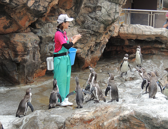 「お食事タイム」のフンボルトペンギン/アクアワールド茨城県大洗水族館（大洗町）