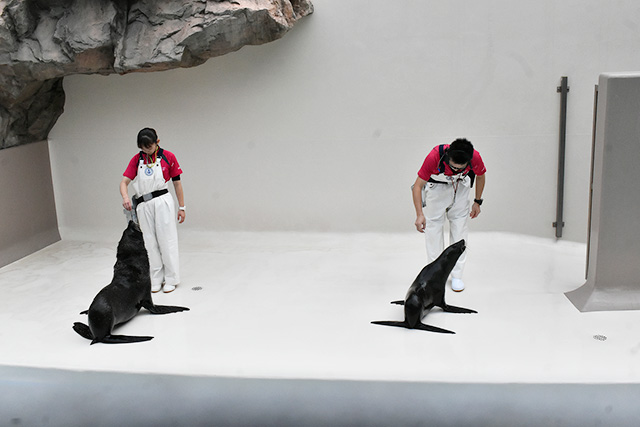 オタリア（左）ミナミアメリカオットセイ（右）/アクアワールド茨城県大洗水族館（大洗町）