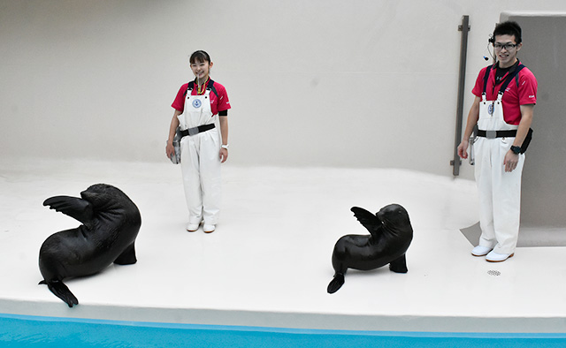 オタリアとミナミアメリカオットセイの「お食事タイム」アクアワールド茨城県大洗水族館（大洗町）