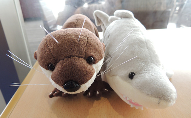 カワウソとシロワニのぬいぐるみ/アクアワールド茨城県大洗水族館（大洗町）