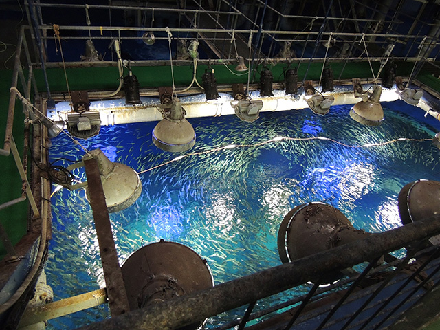 水族館探検ツアー/アクアワールド茨城県大洗水族館（大洗町）