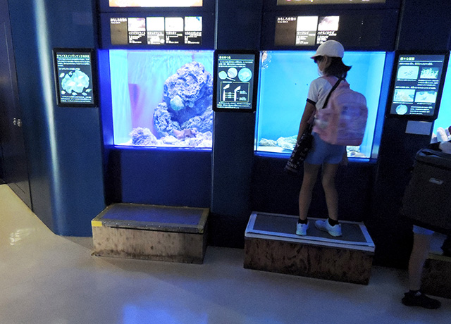 子連れに便利な水槽前の台/アクアワールド茨城県大洗水族館（大洗町）