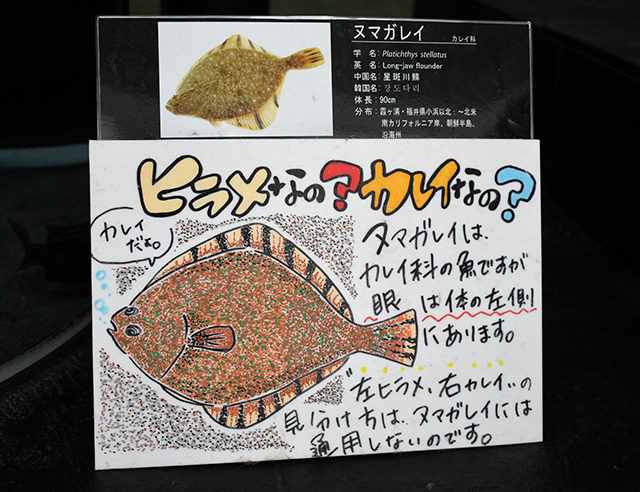 わかりやすい手書きの解説/アクアワールド茨城県大洗水族館（大洗町）