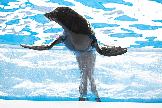 アシカショーの様子/アクアワールド茨城県大洗水族館（大洗町）