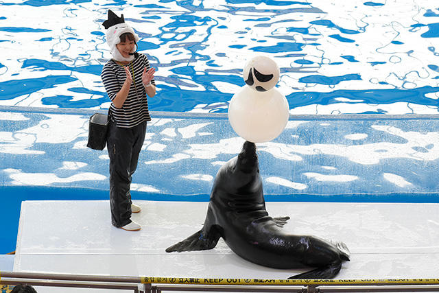 アシカショーの様子/アクアワールド茨城県大洗水族館（大洗町）