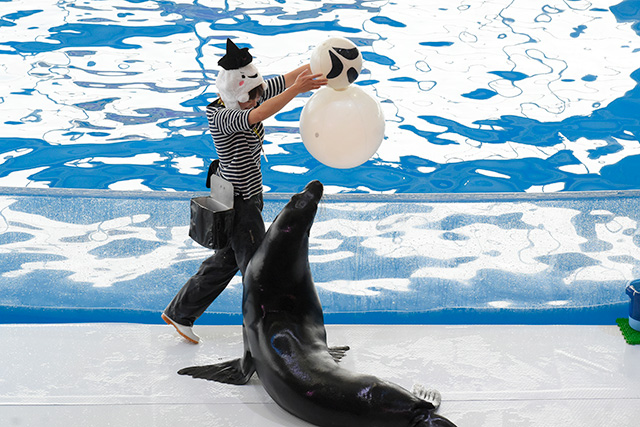 アシカショーの様子/アクアワールド茨城県大洗水族館（大洗町）