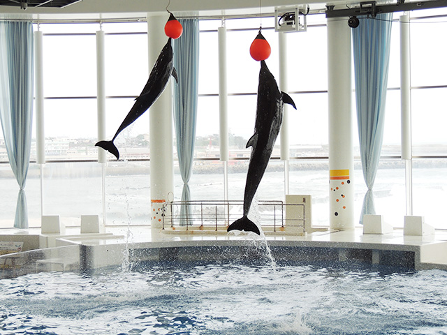 イルカショーの様子/アクアワールド茨城県大洗水族館（大洗町）