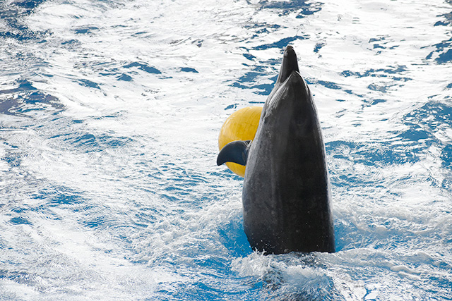ボールを持つイルカ/アクアワールド茨城県大洗水族館（大洗町）