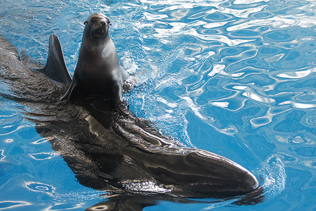 イルカとアシカのコラボパフォーマンス/アクアワールド茨城県大洗水族館（大洗町）