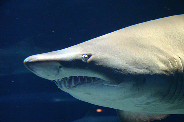 シロワニ/アクアワールド茨城県大洗水族館（大洗町）