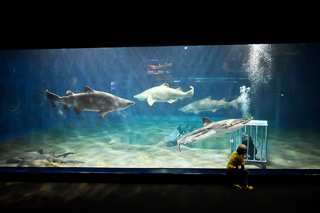 水槽の潜水清掃のシーン/アクアワールド茨城県大洗水族館（大洗町）