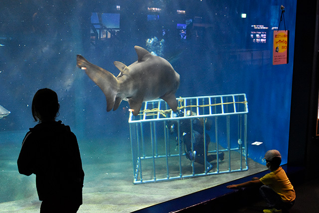 大型のサメがいる水槽にいるダイバー/アクアワールド茨城県大洗水族館（大洗町）