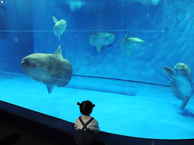 マンボウの水槽/アクアワールド茨城県大洗水族館（大洗町）