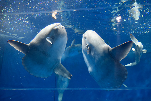 マンボウのエサやりの様子/アクアワールド茨城県大洗水族館（大洗町）