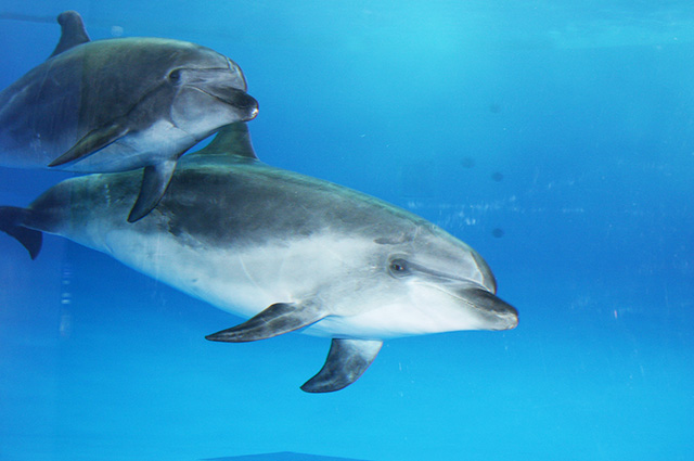 人なつこいバンドウイルカ/アクアワールド茨城県大洗水族館（大洗町）