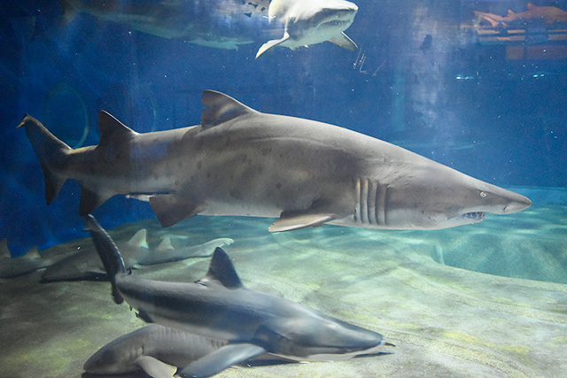 水槽を泳ぐシロワニたち/アクアワールド茨城県大洗水族館（大洗町）