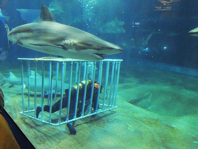 清掃中のダイバー/アクアワールド茨城県大洗水族館（大洗町）
