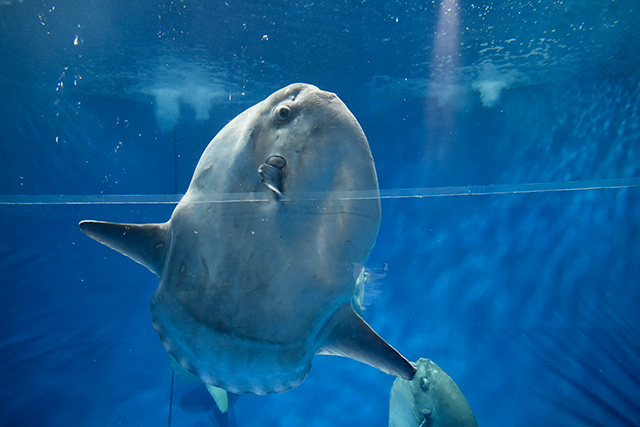 マンボウ/アクアワールド茨城県大洗水族館（大洗町）