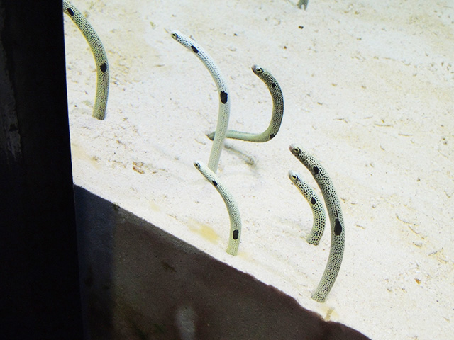 昼のチンアナゴたち/アクアワールド茨城県大洗水族館（大洗町）