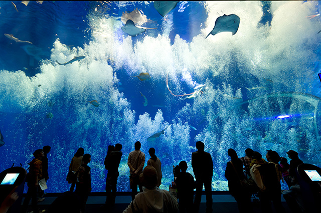 「出会いの海の大水槽」/アクアワールド茨城県大洗水族館（大洗町）