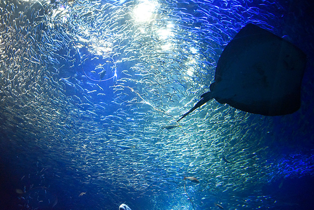 エイやイワシの群れ/アクアワールド茨城県大洗水族館（大洗町）