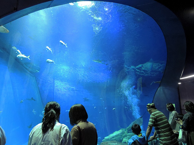 横から水槽内を観察できるスペース/アクアワールド茨城県大洗水族館（大洗町）