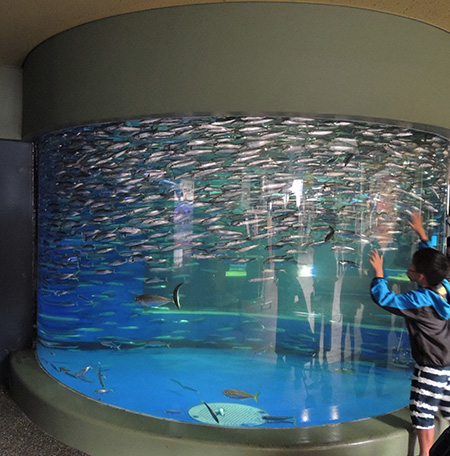 「大洗の生物水槽」のマイワシ/アクアワールド茨城県大洗水族館（大洗町）