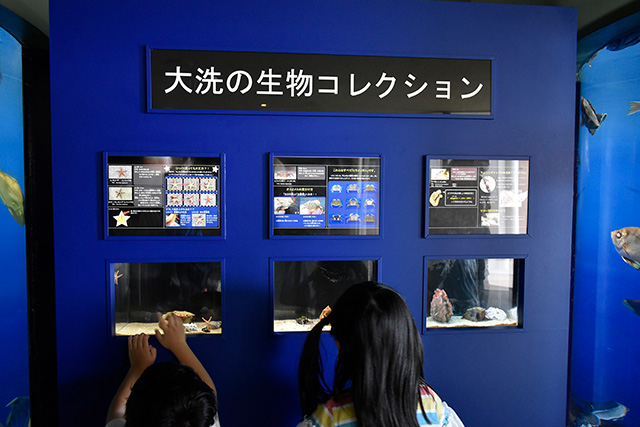 「大洗の生物コレクション」コーナー/アクアワールド茨城県大洗水族館（大洗町）