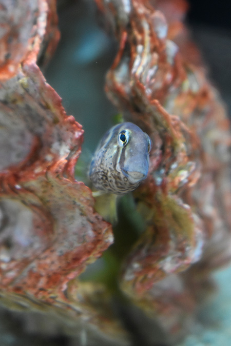 貝から顔を出すナベカ/アクアワールド茨城県大洗水族館（大洗町）