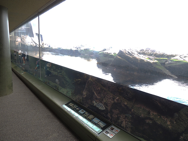 「海藻の海水槽」/アクアワールド茨城県大洗水族館（大洗町）