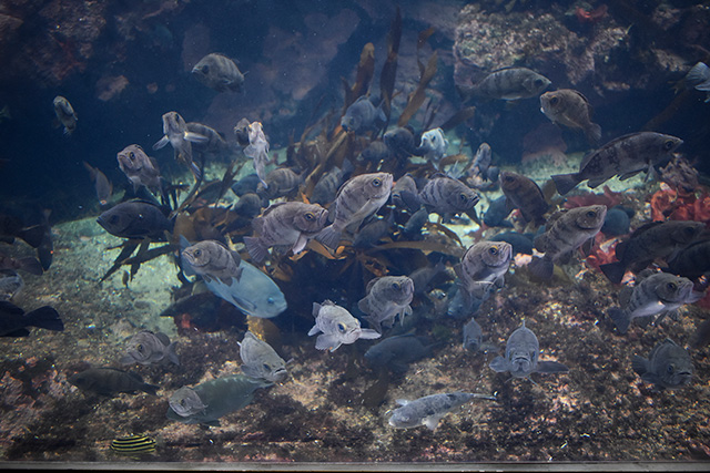 シロメバル/アクアワールド茨城県大洗水族館（大洗町）
