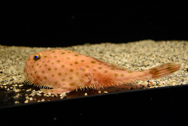 ミドリフサアンコウ/アクアワールド茨城県大洗水族館（大洗町）